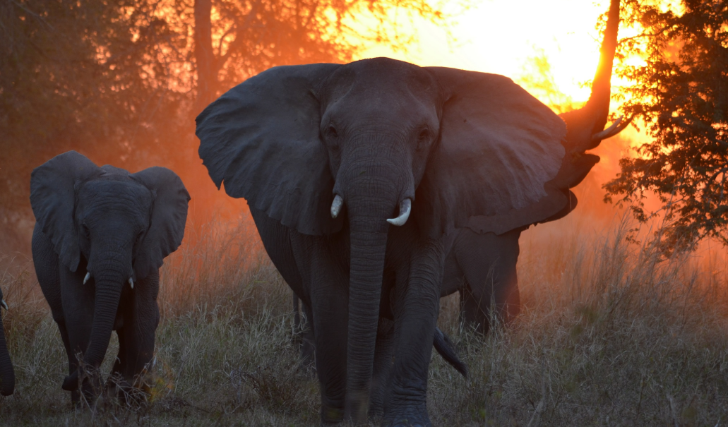 Tour e Safari