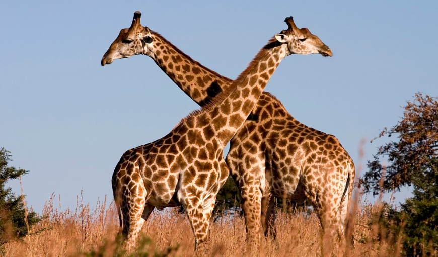 Tour e Safari